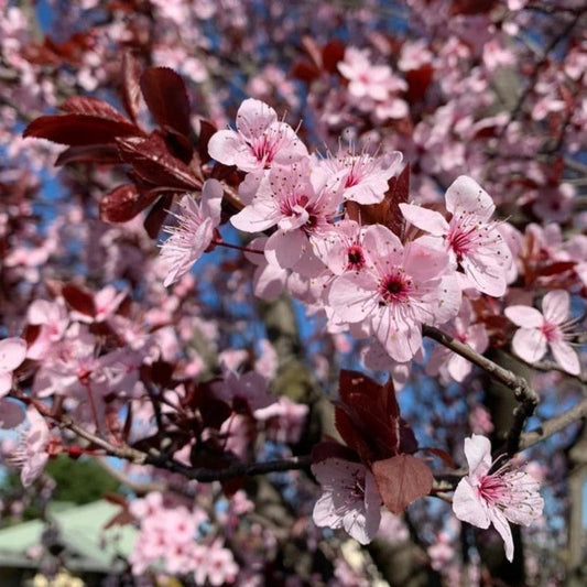 Prunus cerasifera Cuttings, 3 Unrooted 6" Stems, Deciduous Fruit Tree, Purple Leaves, USDA Zones 4-9