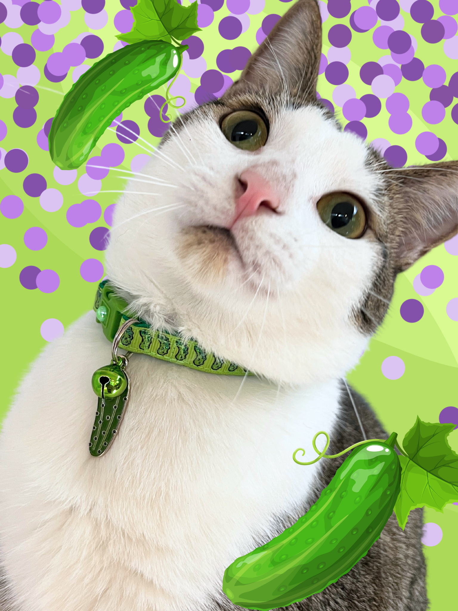 Pickles Breakaway Cat Collar - Pugs2Persians - Little Red General Store