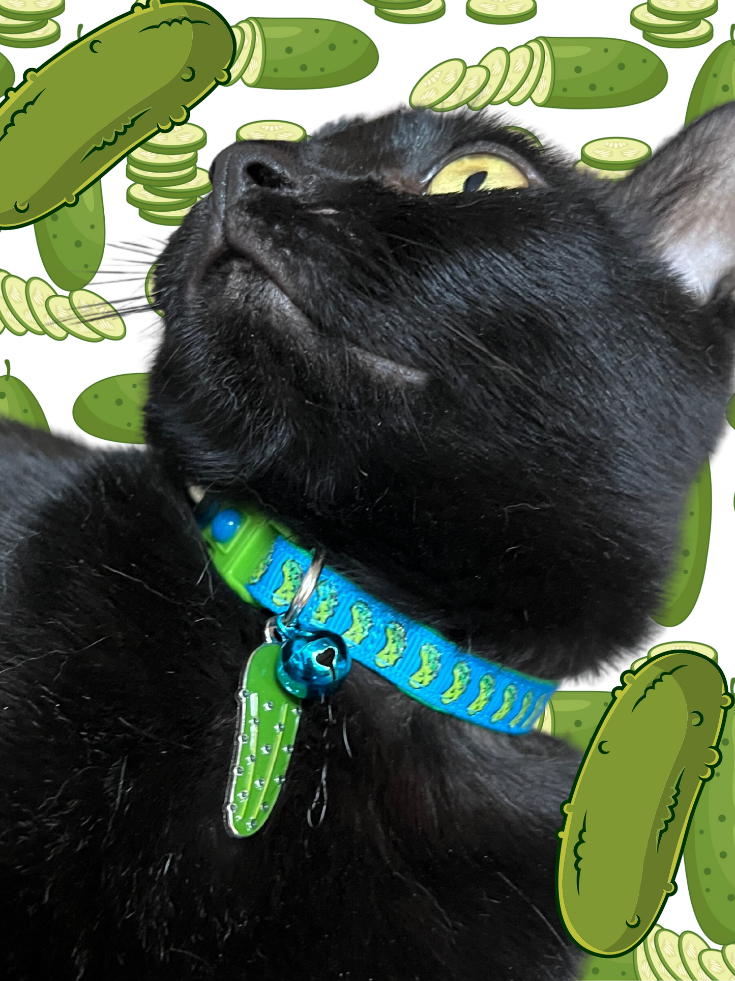 Pickles Breakaway Cat Collar - Pugs2Persians - Little Red General Store