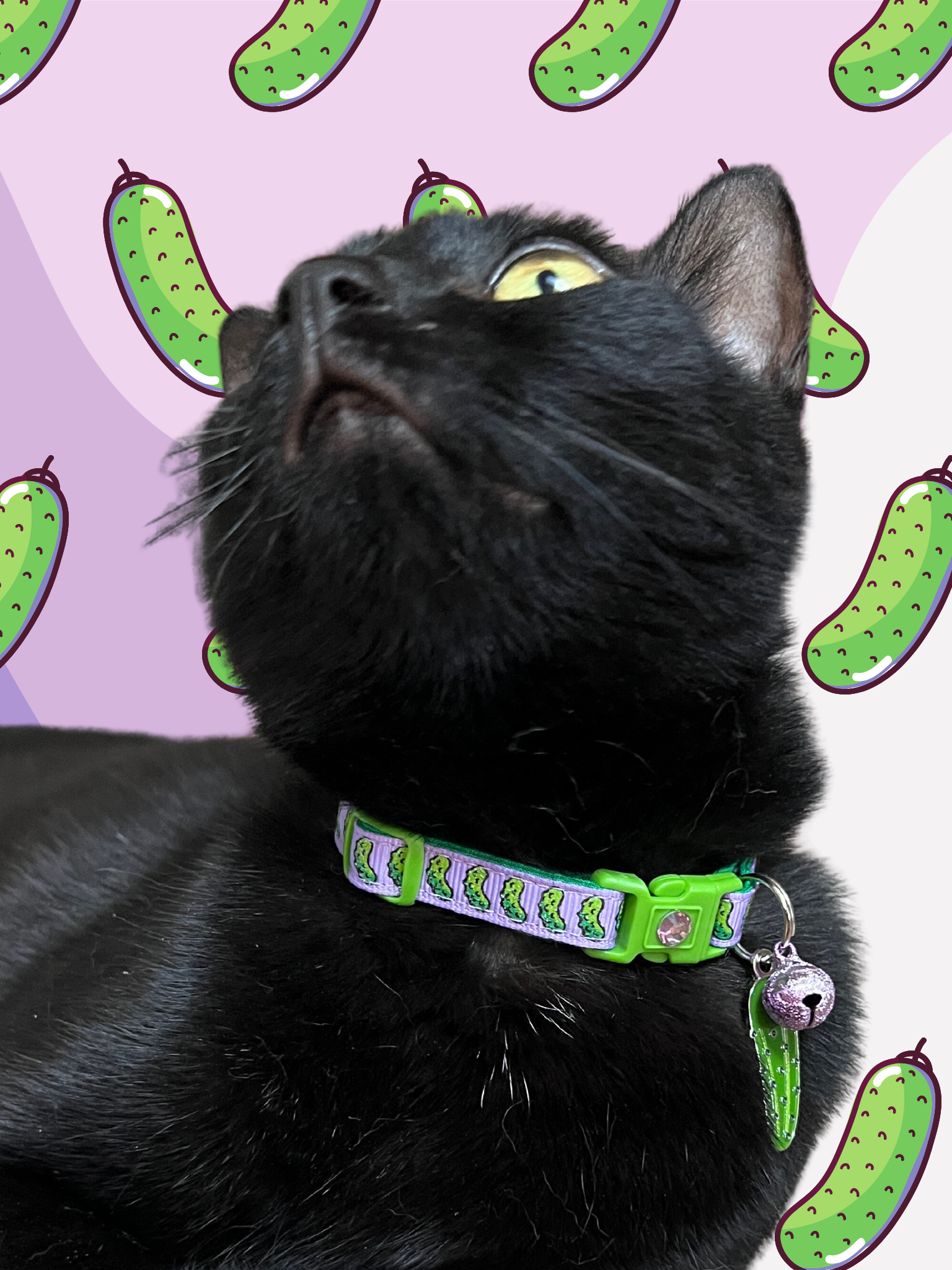 Pickles Breakaway Cat Collar - Pugs2Persians - Little Red General Store