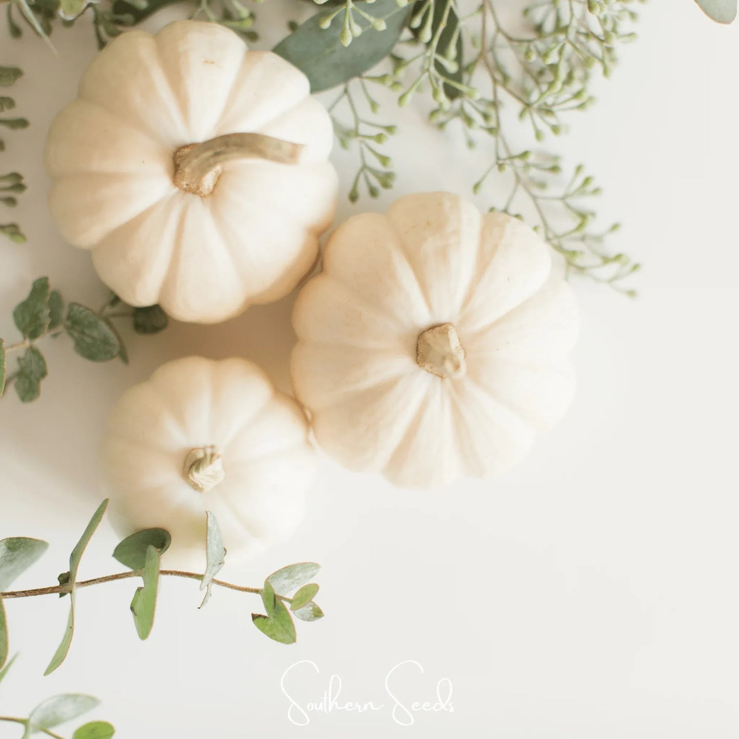 Gooligan Pumpkin – 10 Seeds