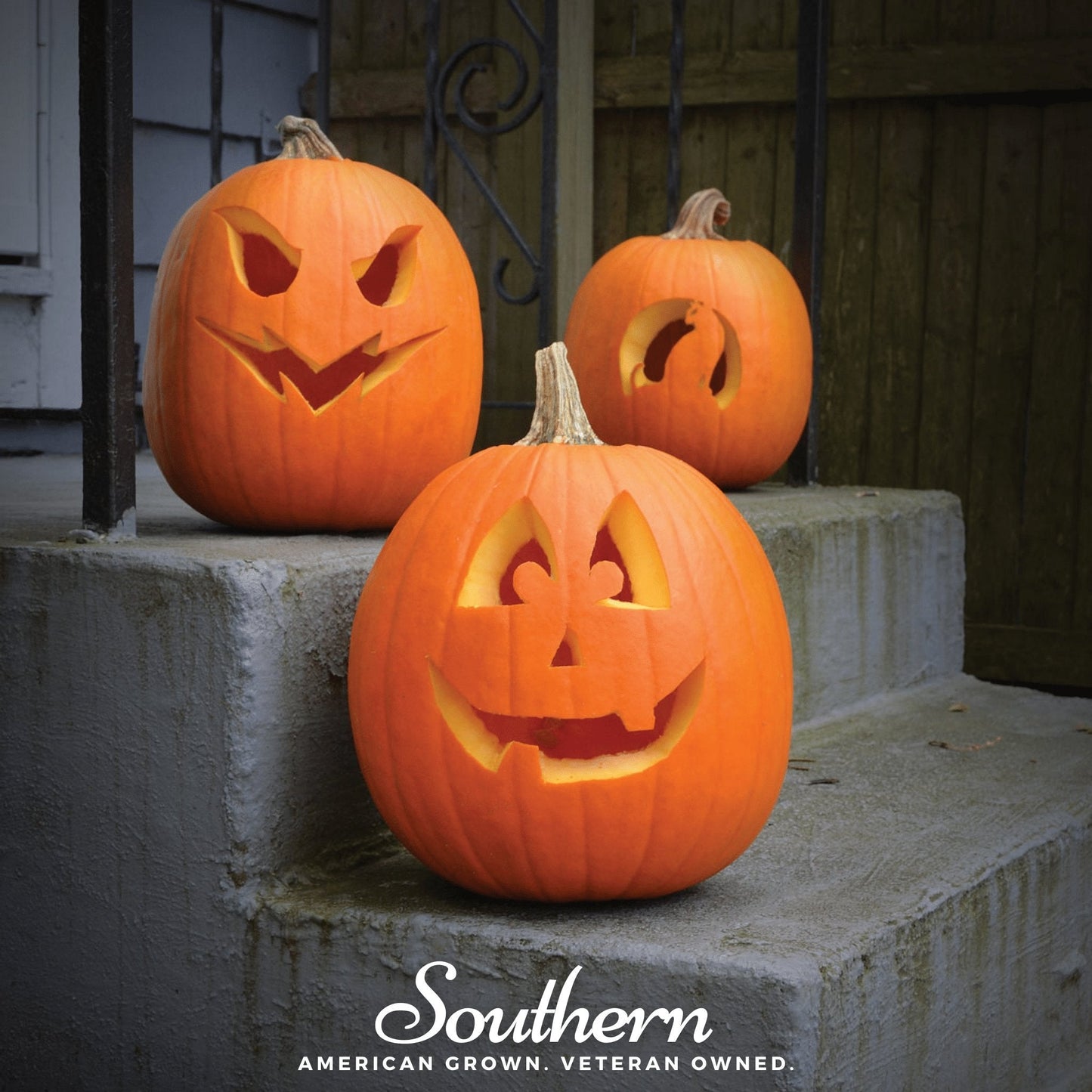 Jack O Lantern Pumpkin – 20 Seeds