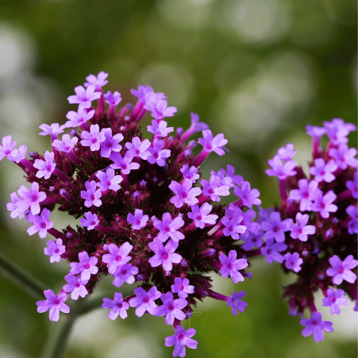 Purple Top Vervain – 100 Seeds