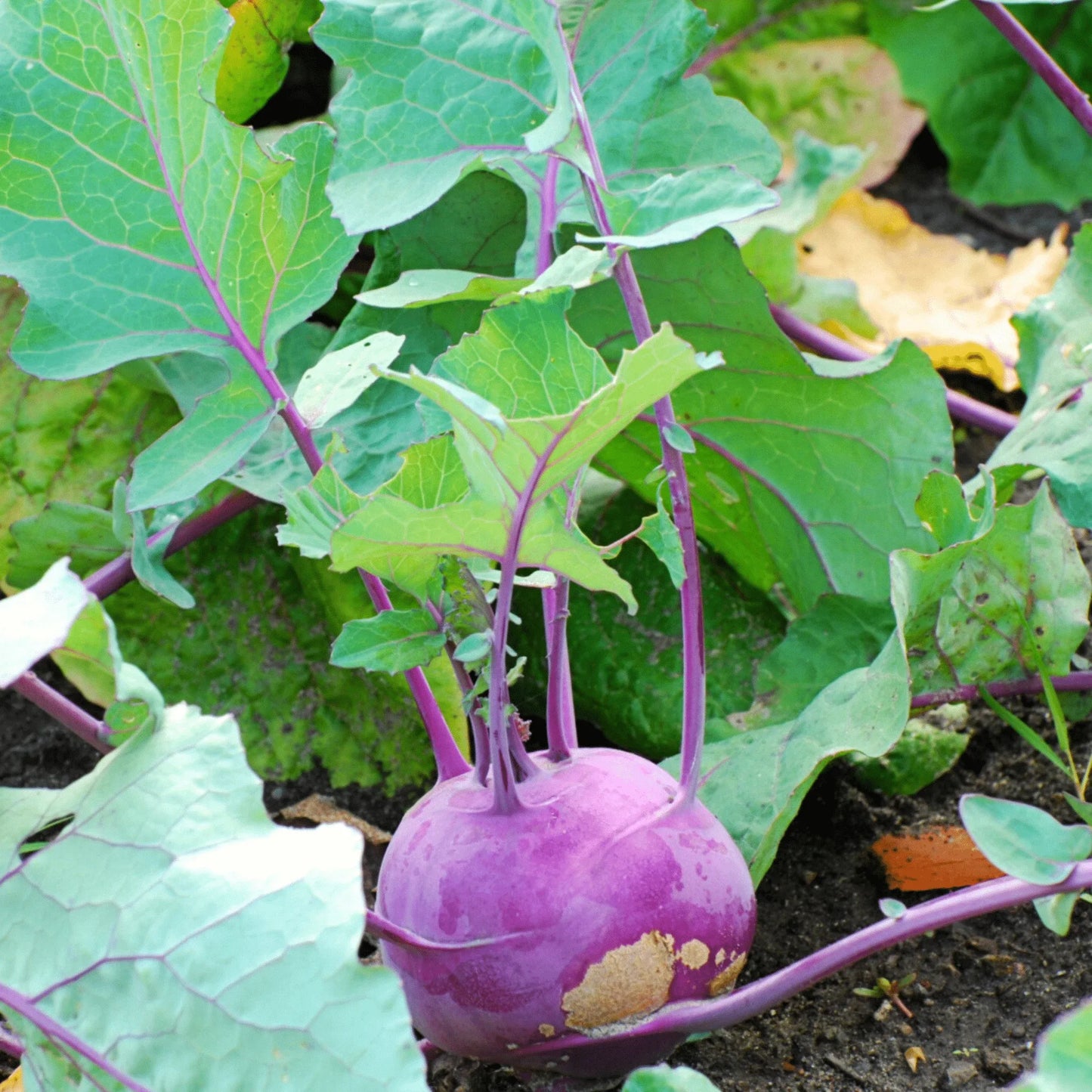 Purple Vienna Kohlrabi – 100 Seeds