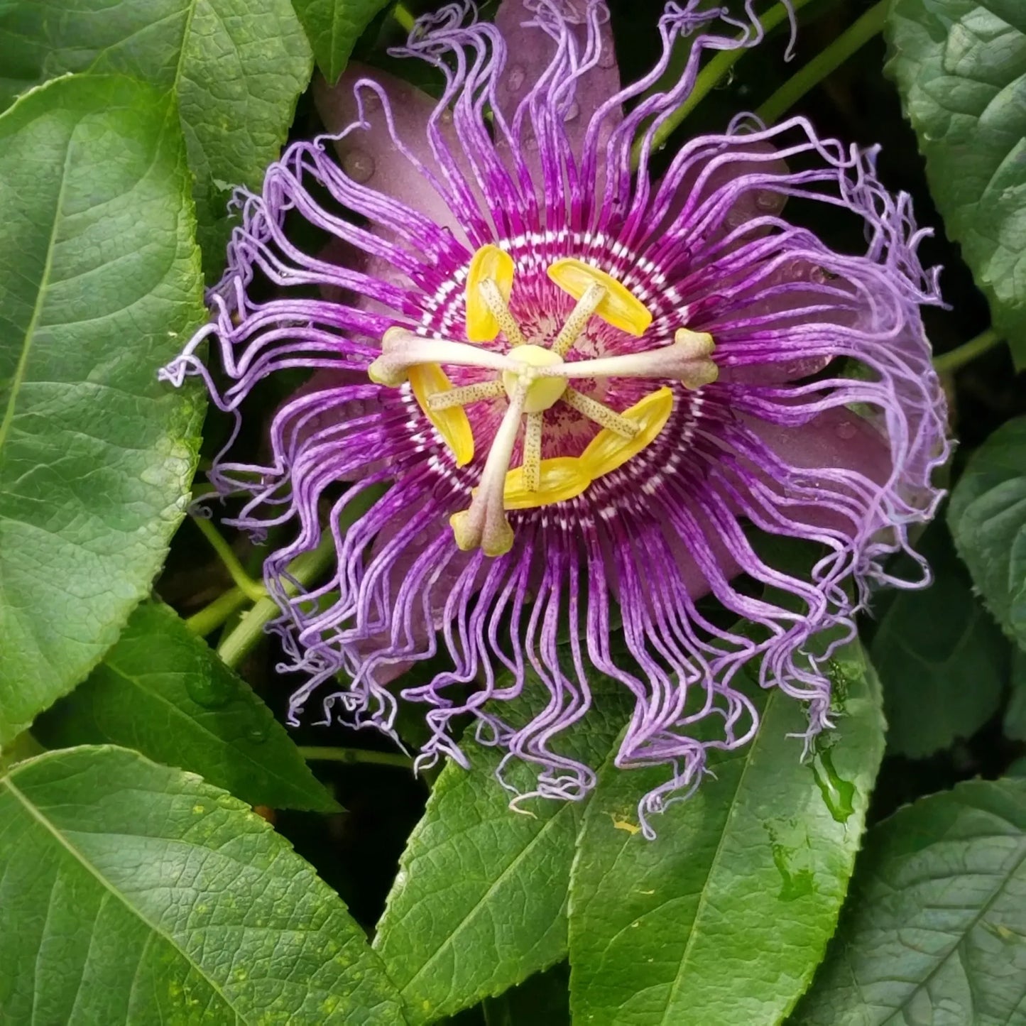 Passion Fruit ‘Purple Possum’ (Passiflora edulis)