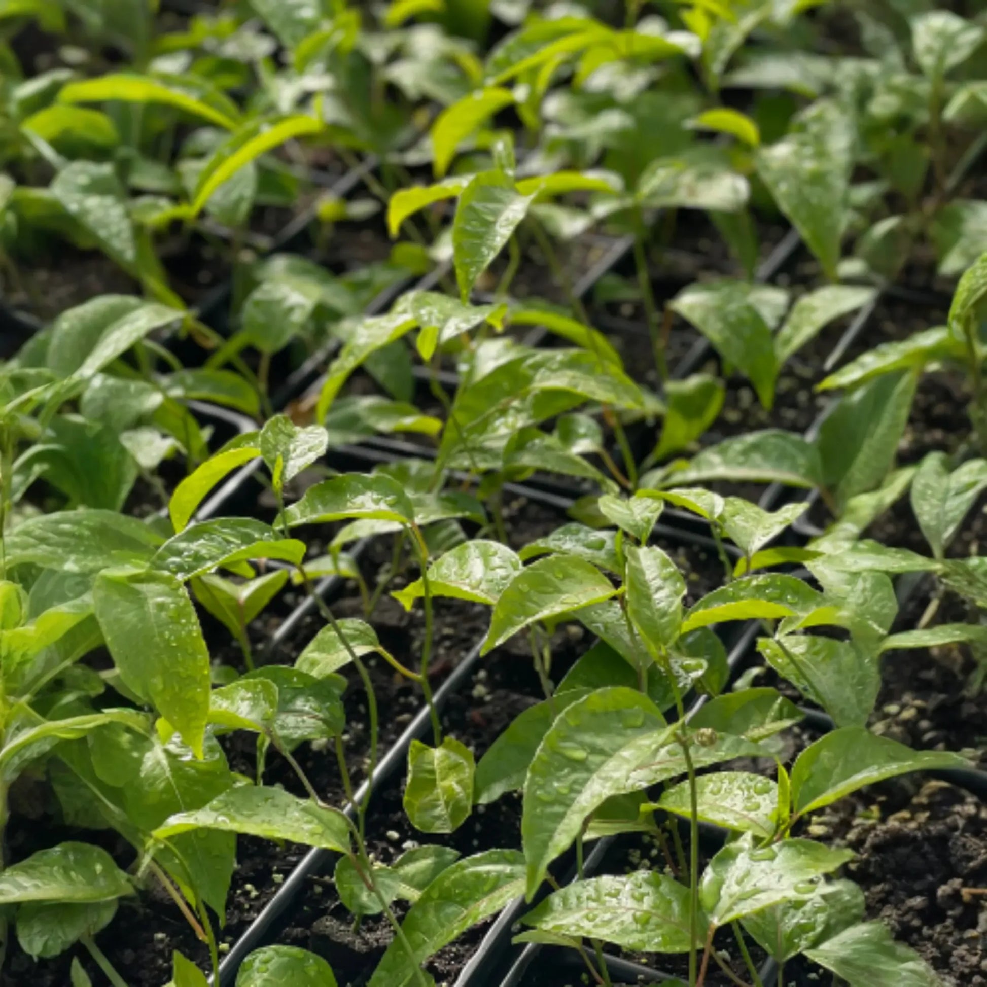 Passion Fruit ‘Purple Possum’ (Passiflora edulis)