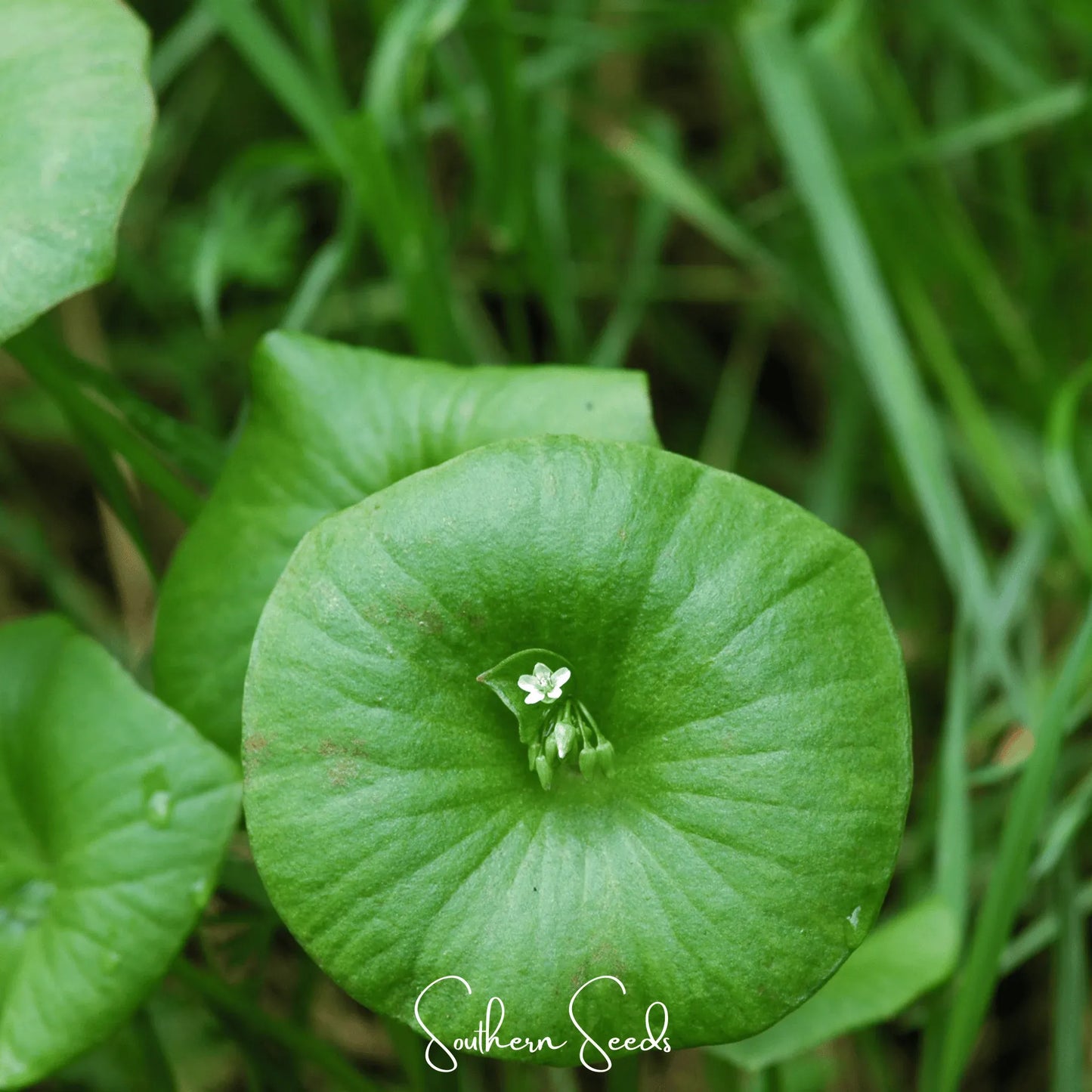 Winter Purslane, Miner’s Lettuce – 100 Seeds