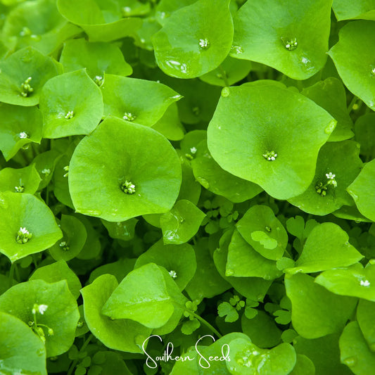 Winter Purslane, Miner’s Lettuce – 100 Seeds
