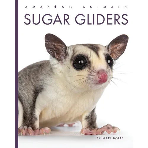 Sugar Gliders