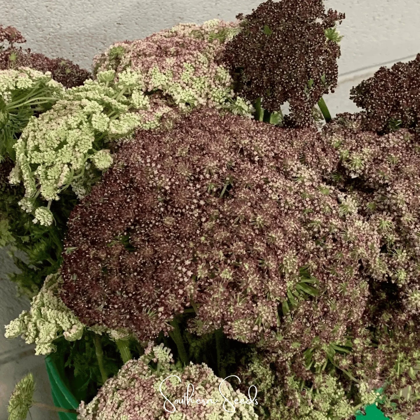 Chocolate Lace Queen Anne's Lace – 100 Seeds