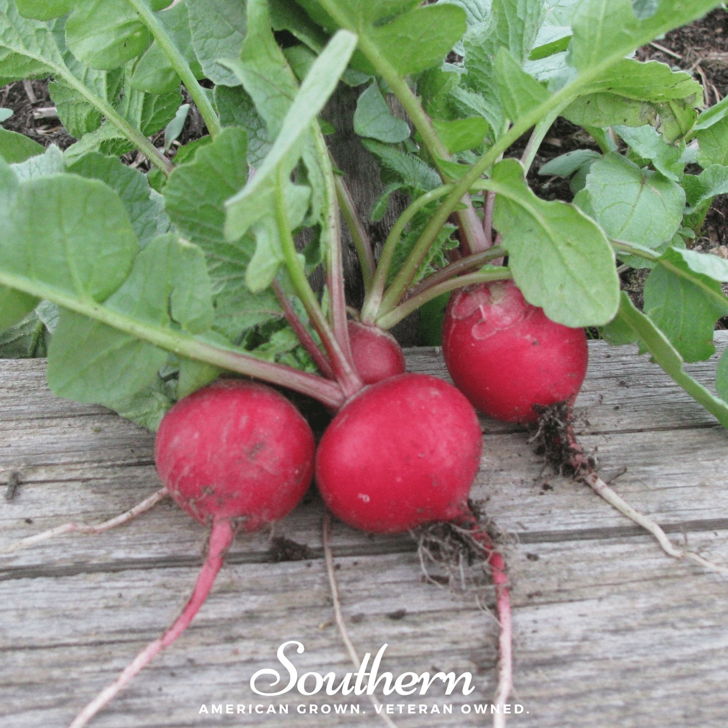 Cherry Belle Radish – 250 Seeds