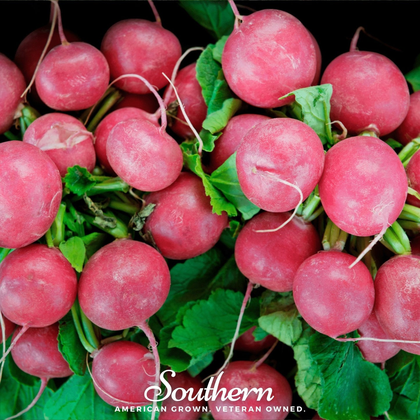 Cherry Belle Radish – 250 Seeds