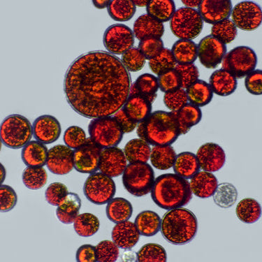 Astaxanthin 10% Powder - Water Dispersable