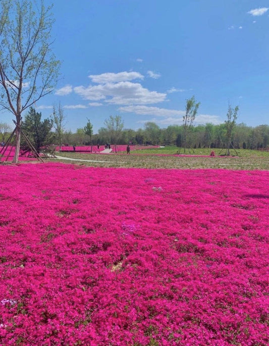 Red Creeping Thyme Seeds - Easy-Grow, Fragrant Ground Cover Plants, Open Pollinated - Thymus Serpyllum