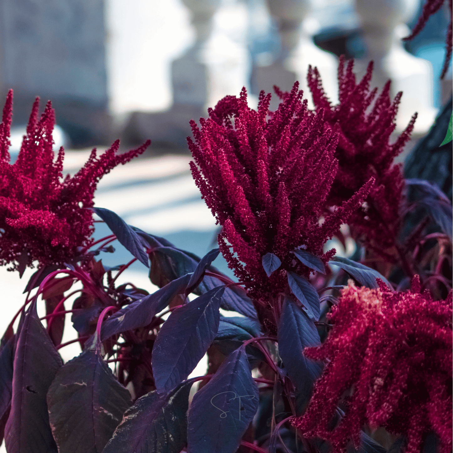 Red Garnet Amaranth – 250 Seeds
