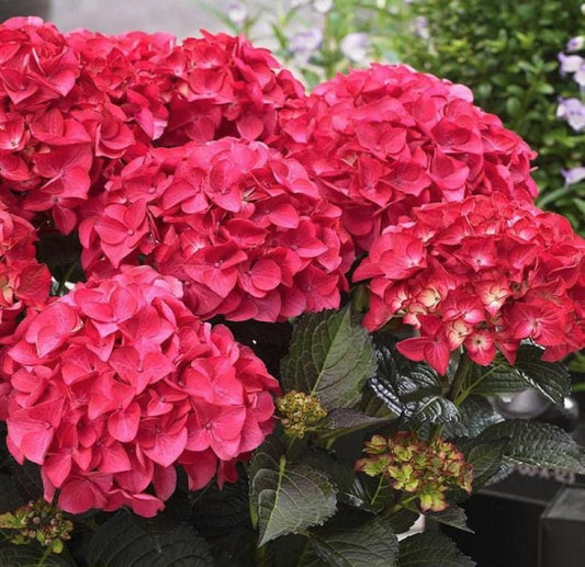 Red Hydrangea Seeds - Beautiful Attractive Showy and Hardy Perennial Flowers