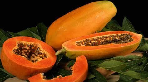 Red Lady Papaya Dwarf Tree
