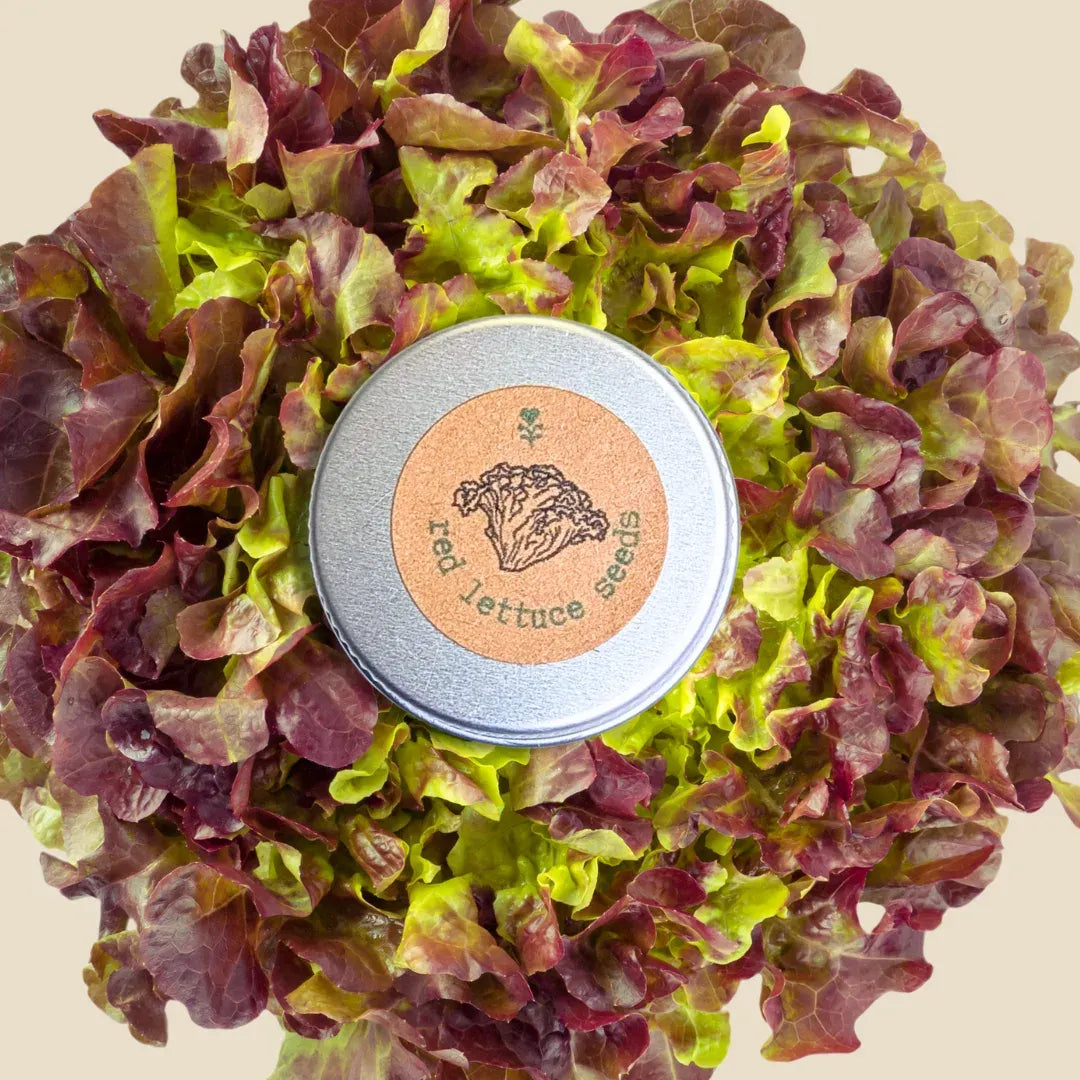 Organic Lettuce Lollo Rosso Seeds