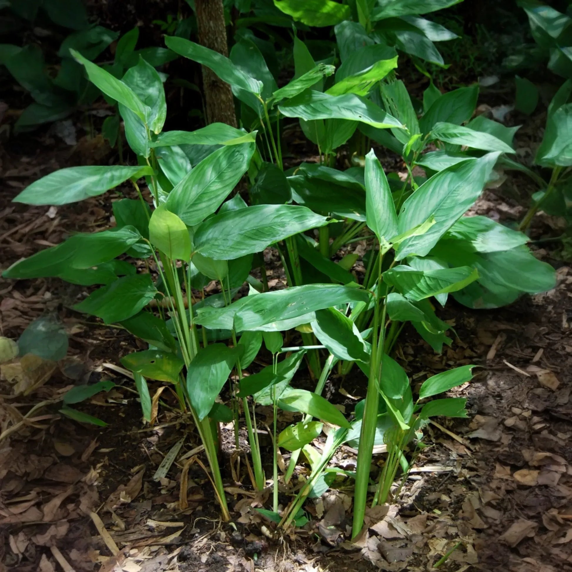 Arrowroot (Maranta arundinacea)