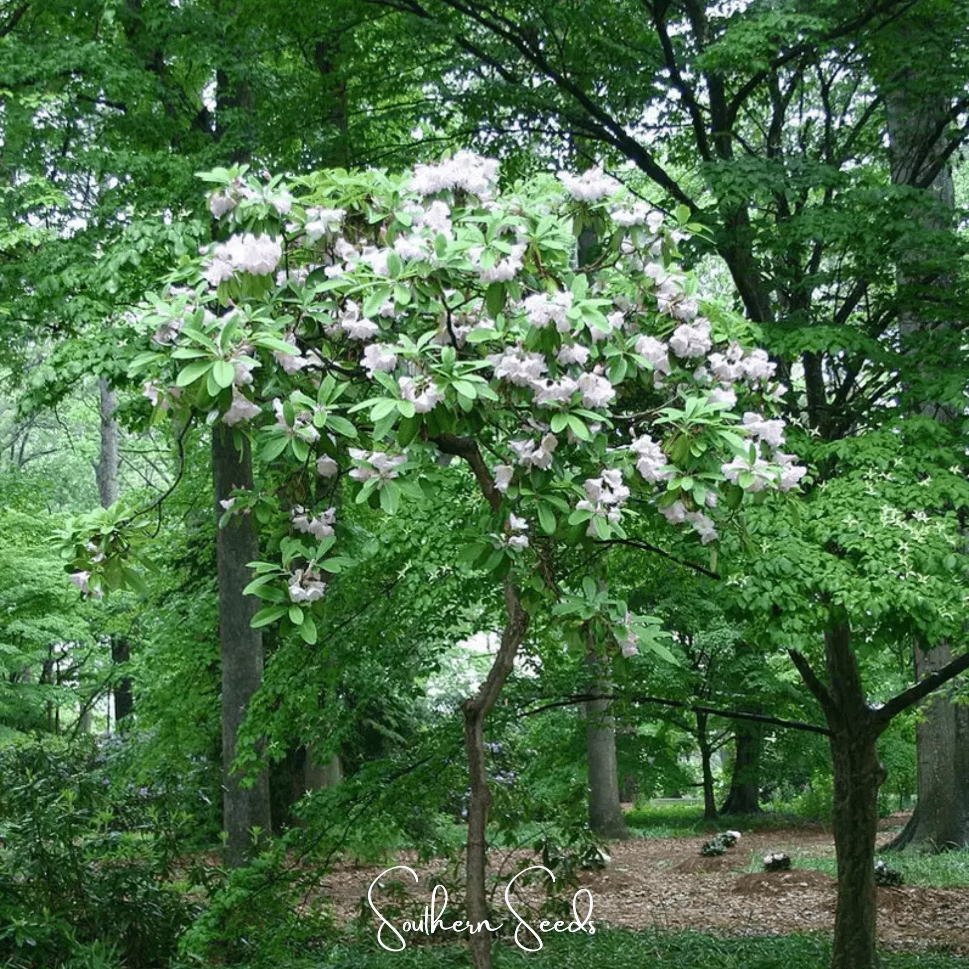 Fortune Rhododendron – 100 Seeds