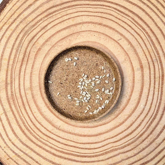 Dusty Miller Mix Seeds