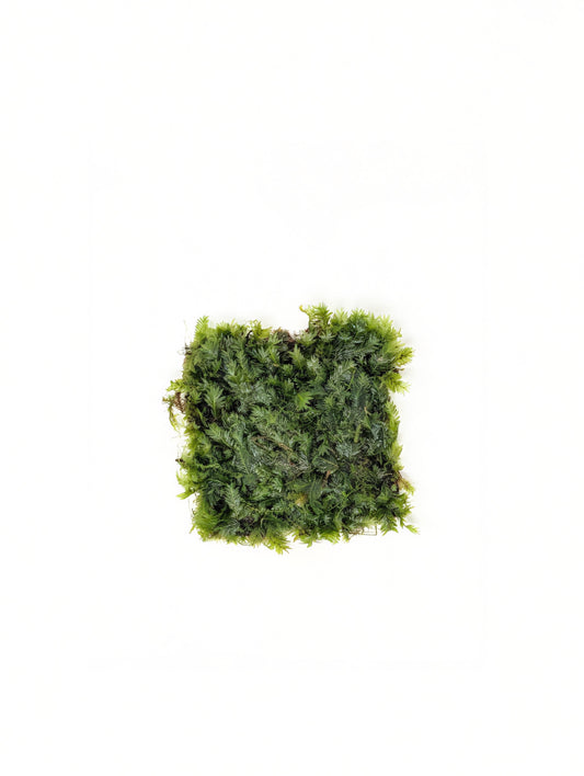 Fissidens Nobilis