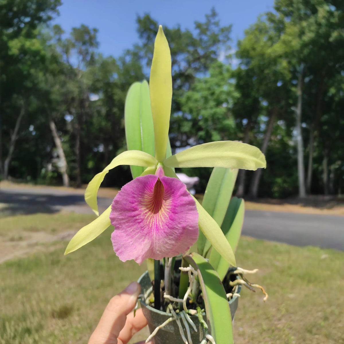 Brassocattleya Felicia - 🆕 New Arrivals, All Products, 🏡 Home + Garden - Little Red General Store