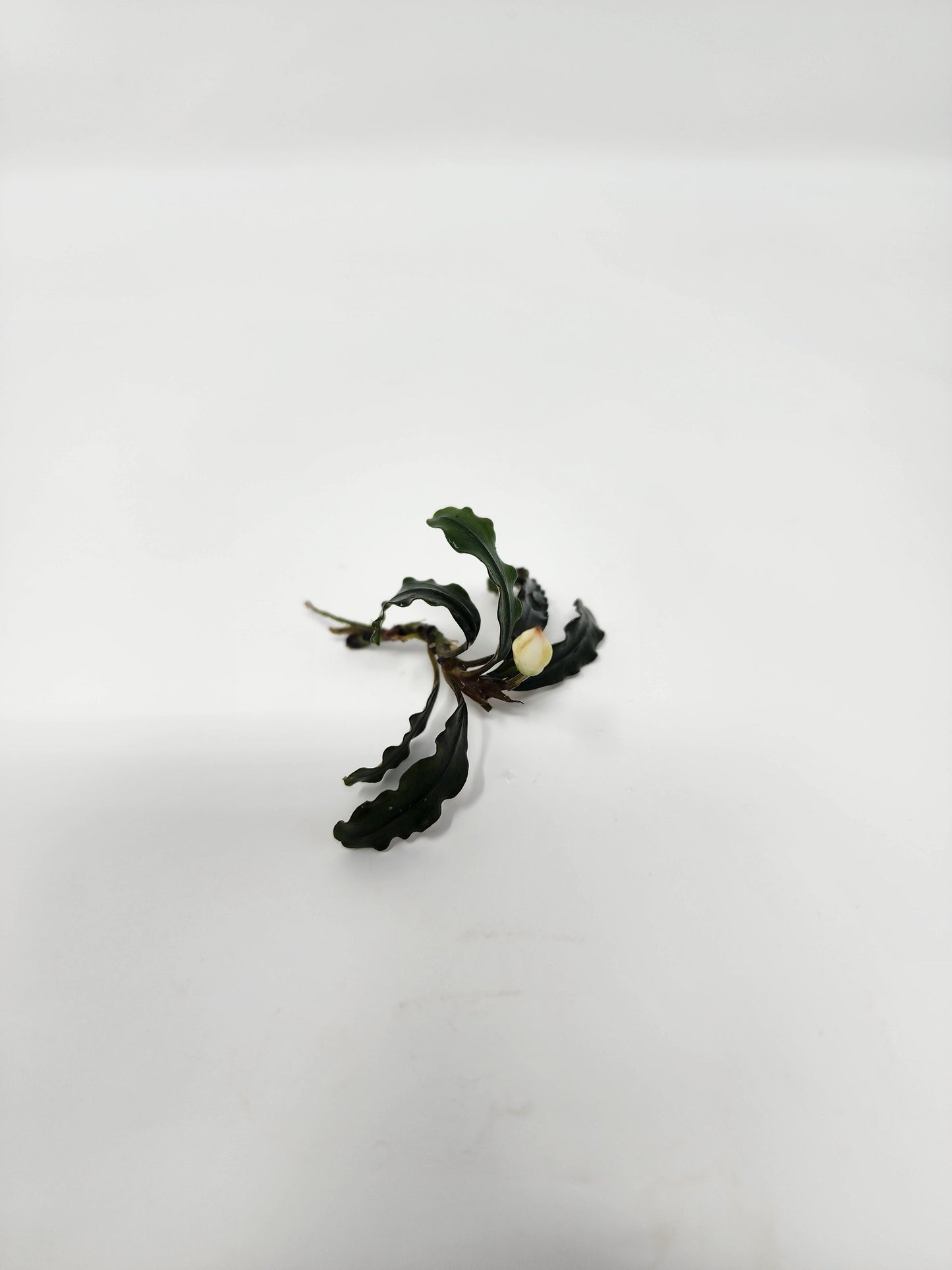 Bucephalandra Velvet