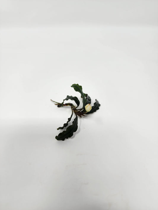 Bucephalandra Velvet