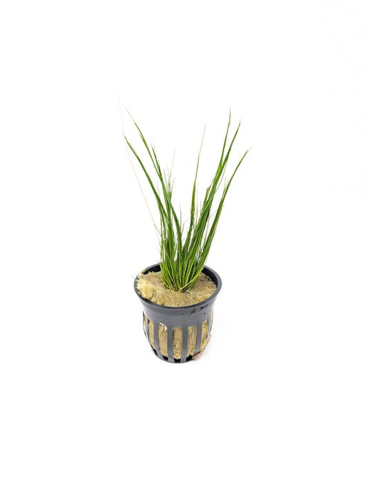 Dwarf Hairgrass | Eleocharis Acicularis