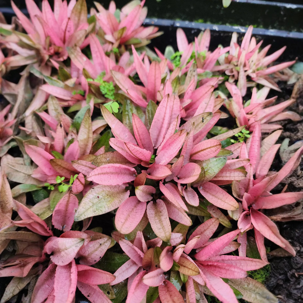 Potted