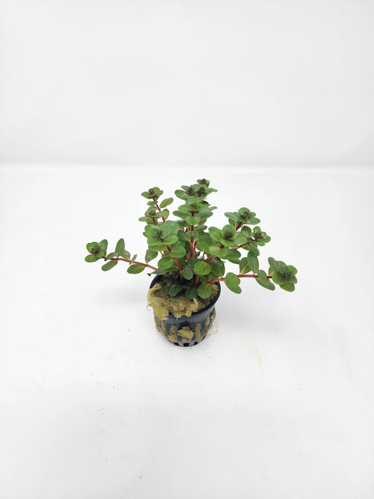 Rotala Vietnam