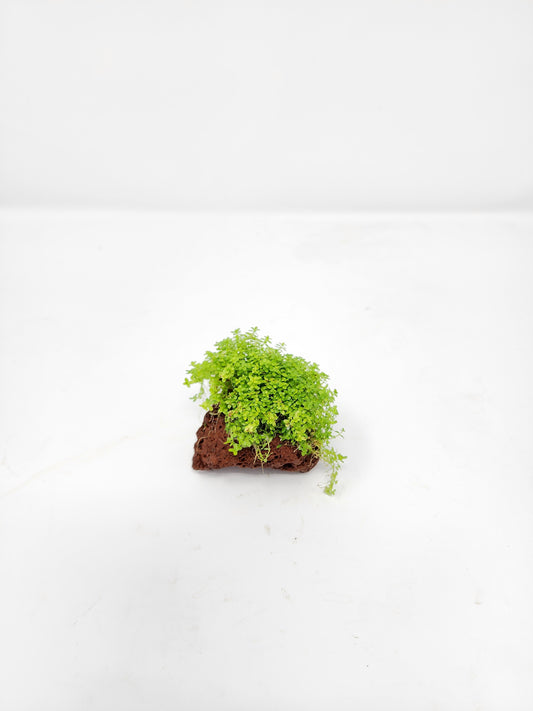 Dwarf Baby Tears on Lava Rock