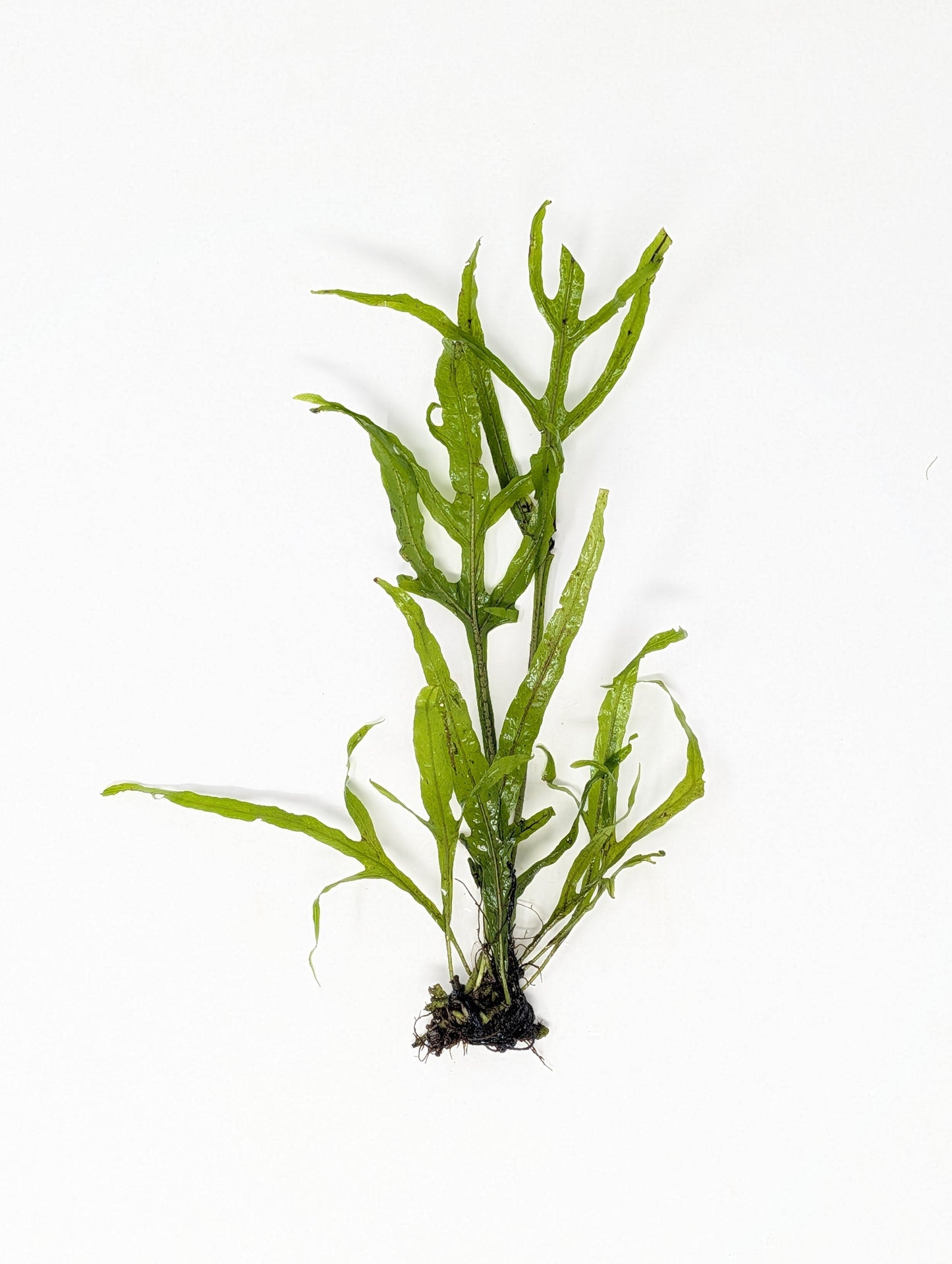 Trident Java Fern