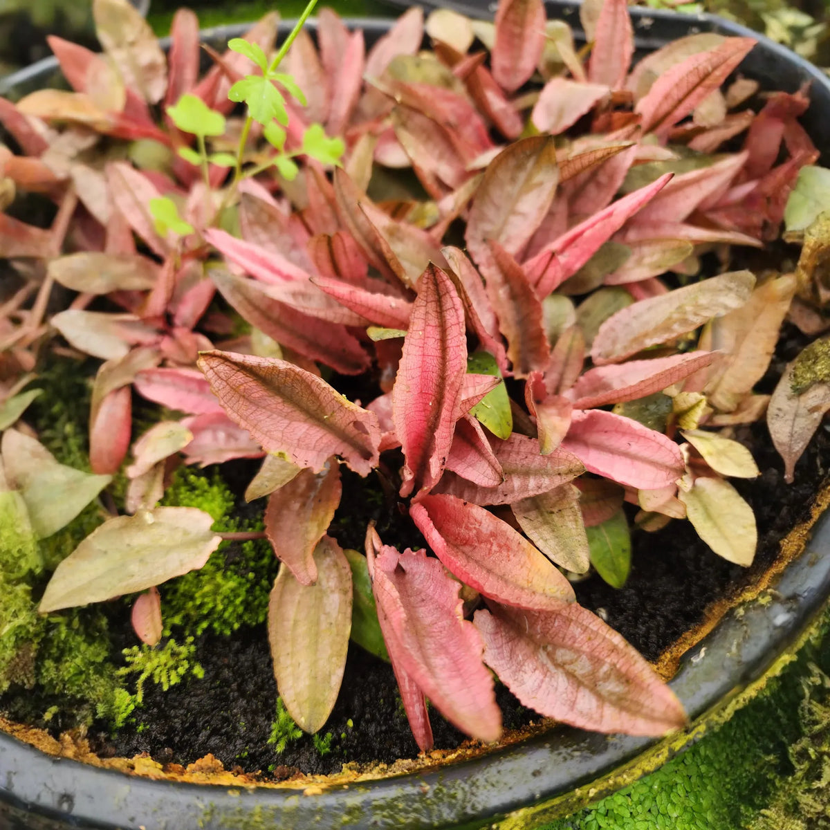 Potted