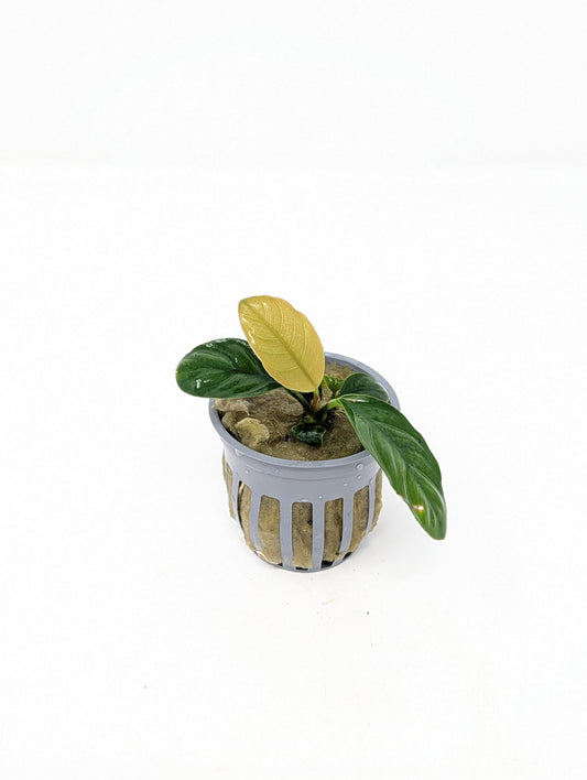 Anubias Coffeefolia