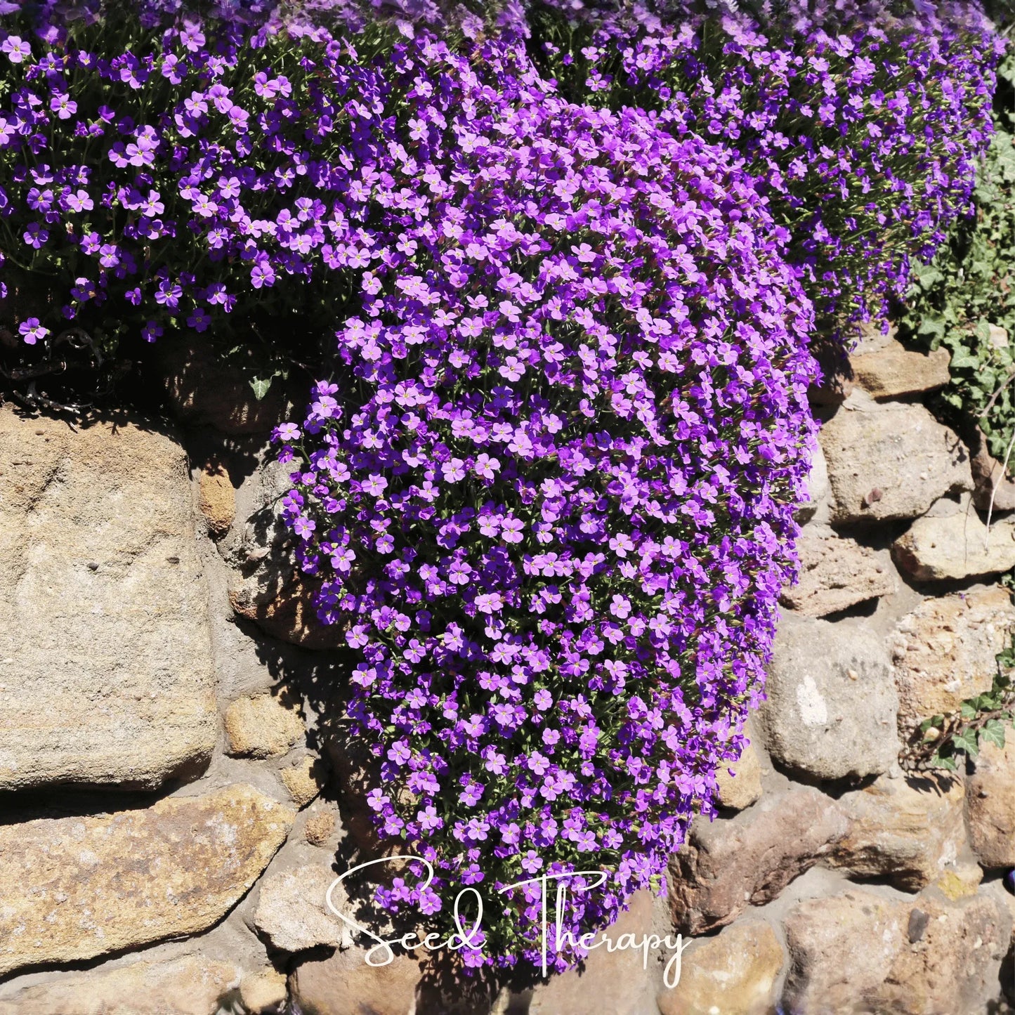 Purple Rockcress – 250 Seeds