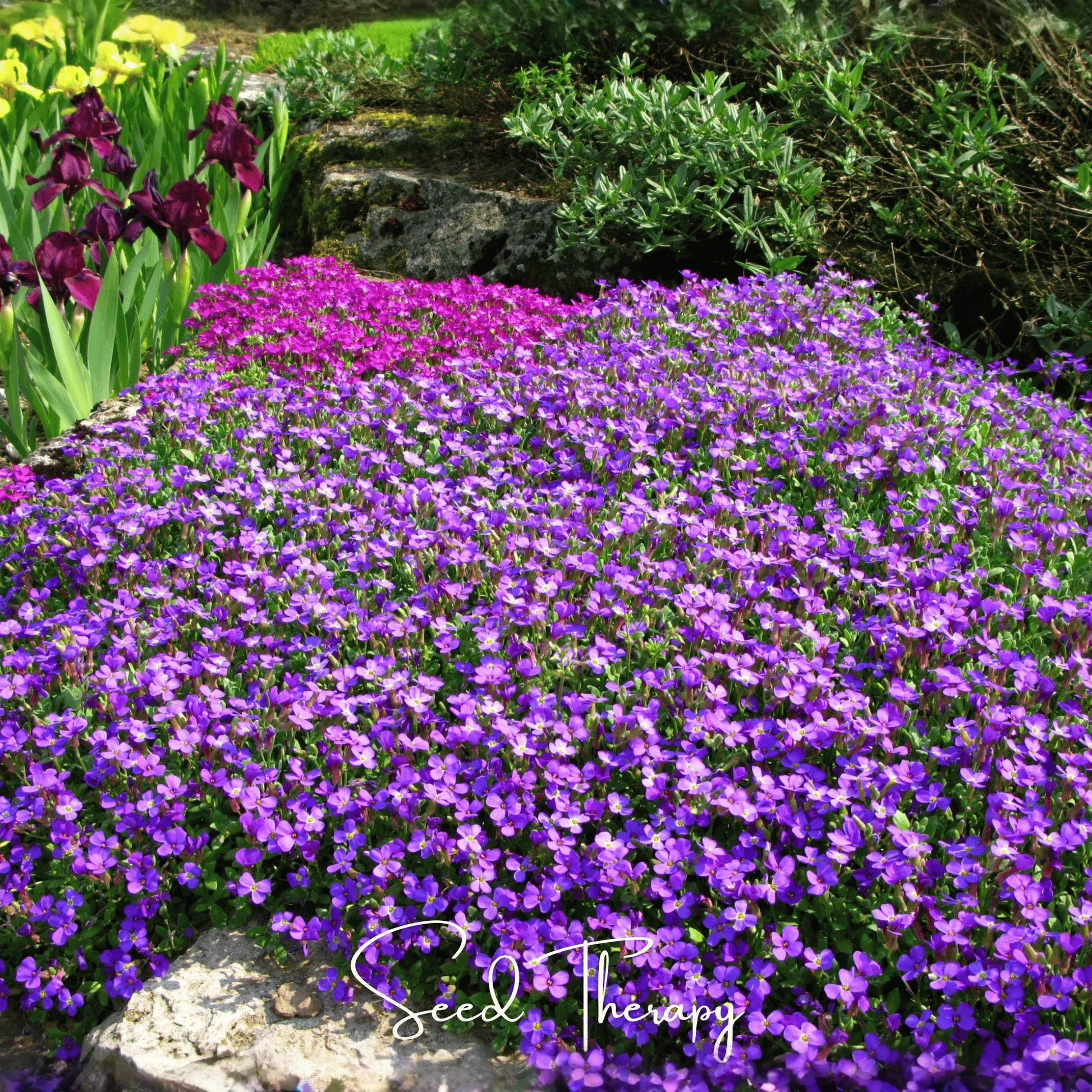 Purple Rockcress – 250 Seeds