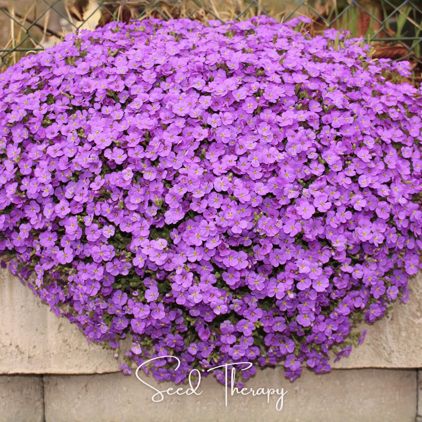 Purple Rockcress – 250 Seeds