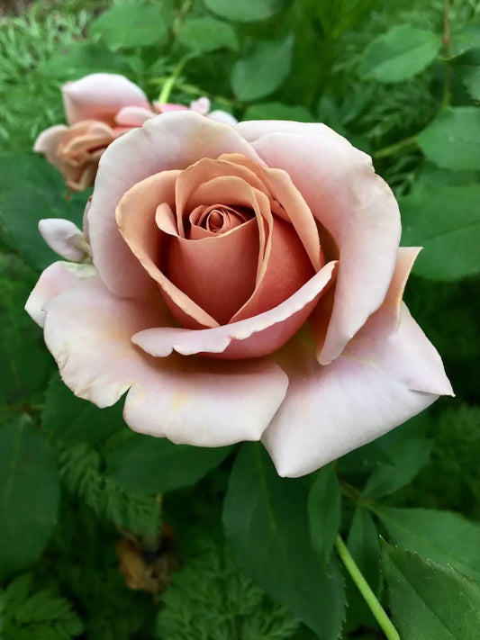 1 Koko Loko Rose Bush | Live Bare Root Starter Plant | Unique Cocoa-Lavender Floribunda Rose – Fragrant & Repeat Blooming