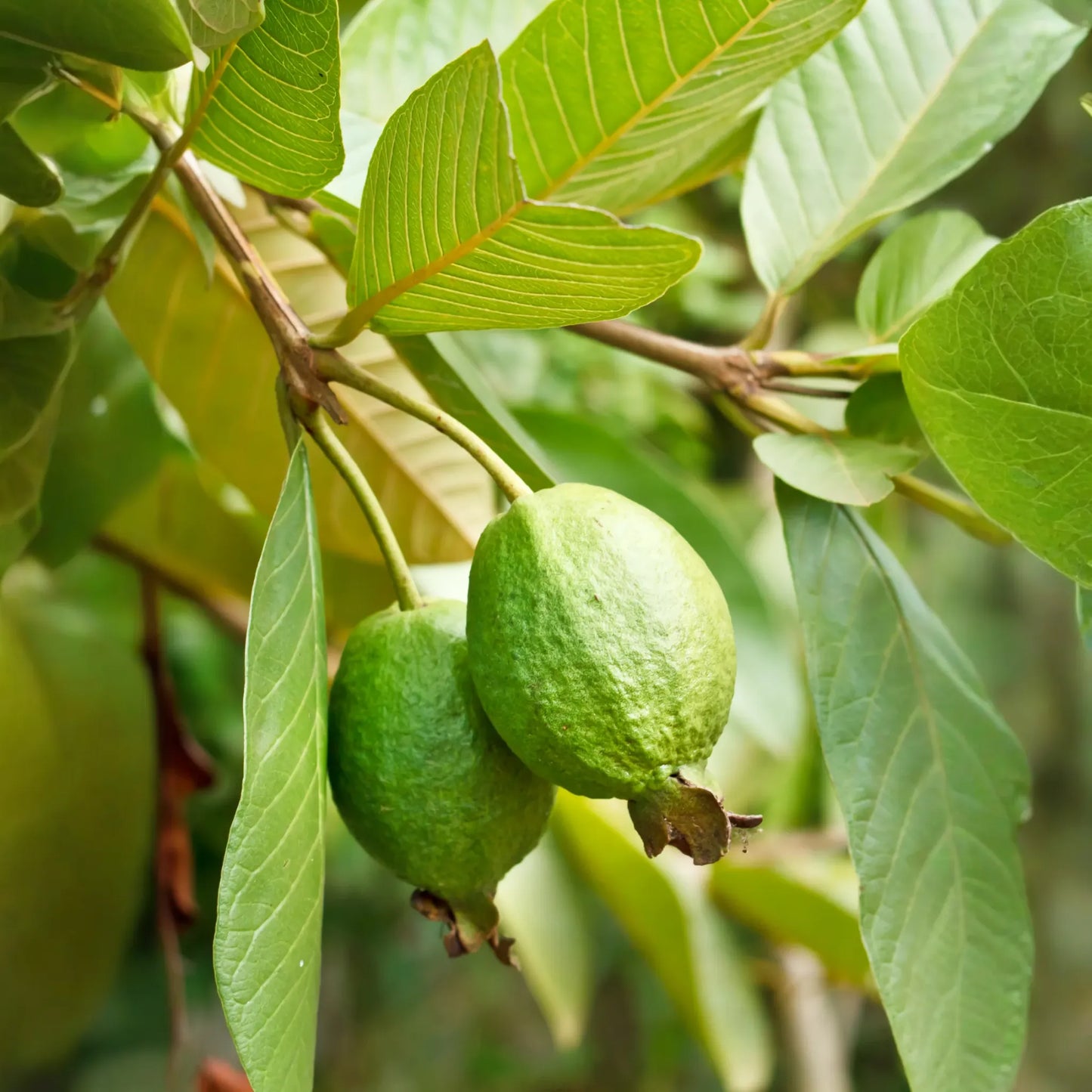 Guava 'Ruby Supreme' (Psidium guajava)