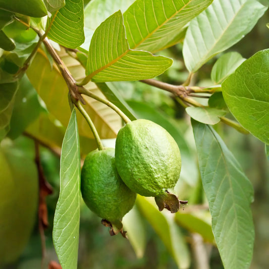 Guava 'Ruby Supreme' (Psidium guajava)
