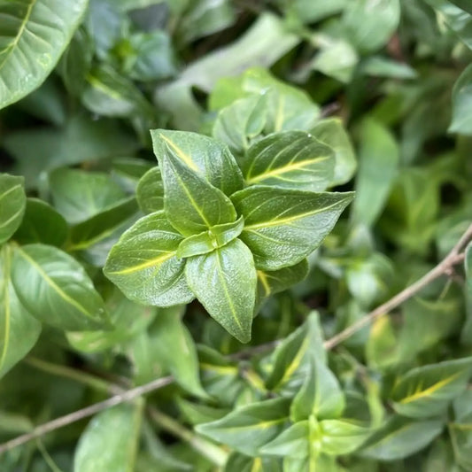 Mushroom Herb (Rungia klossii)