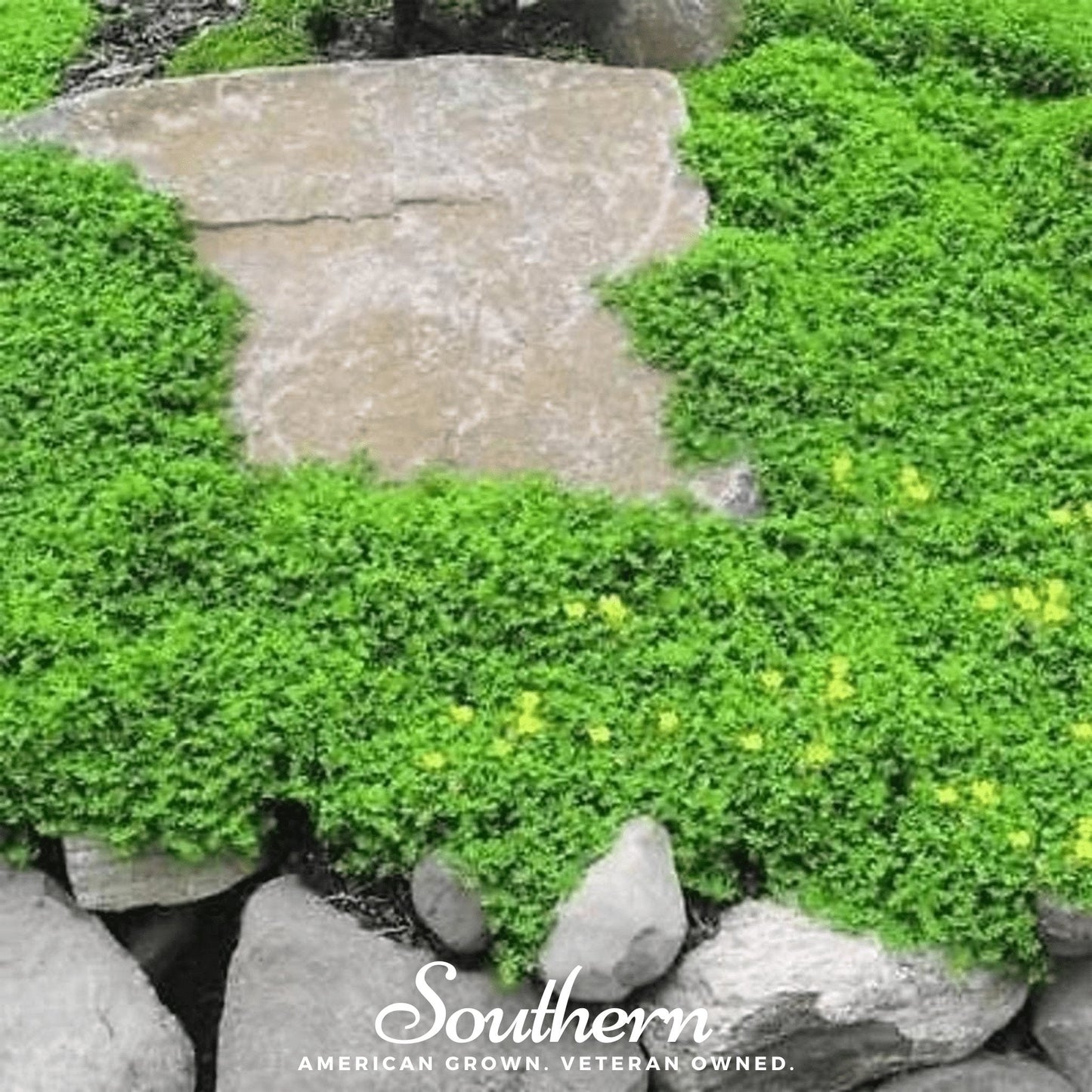 Green Carpet Rupturewort – 100 Seeds