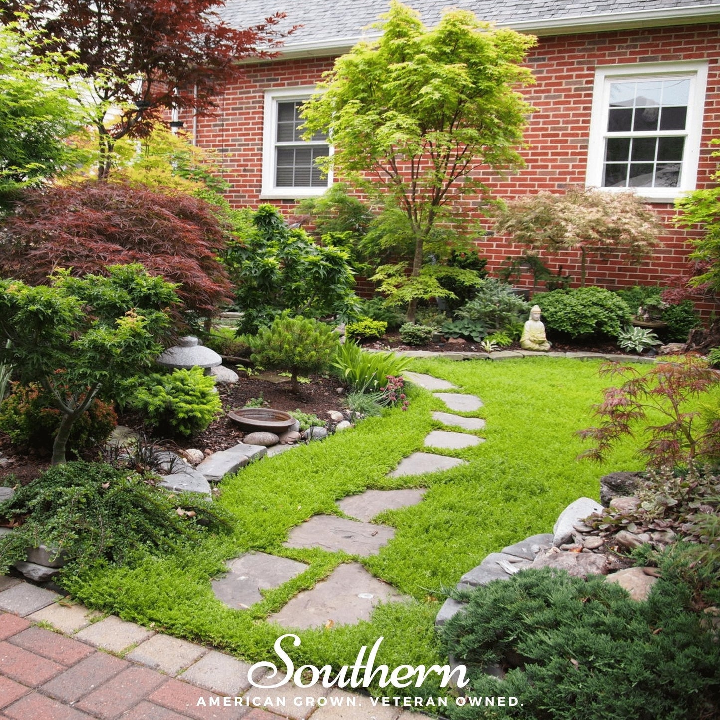 Green Carpet Rupturewort – 100 Seeds