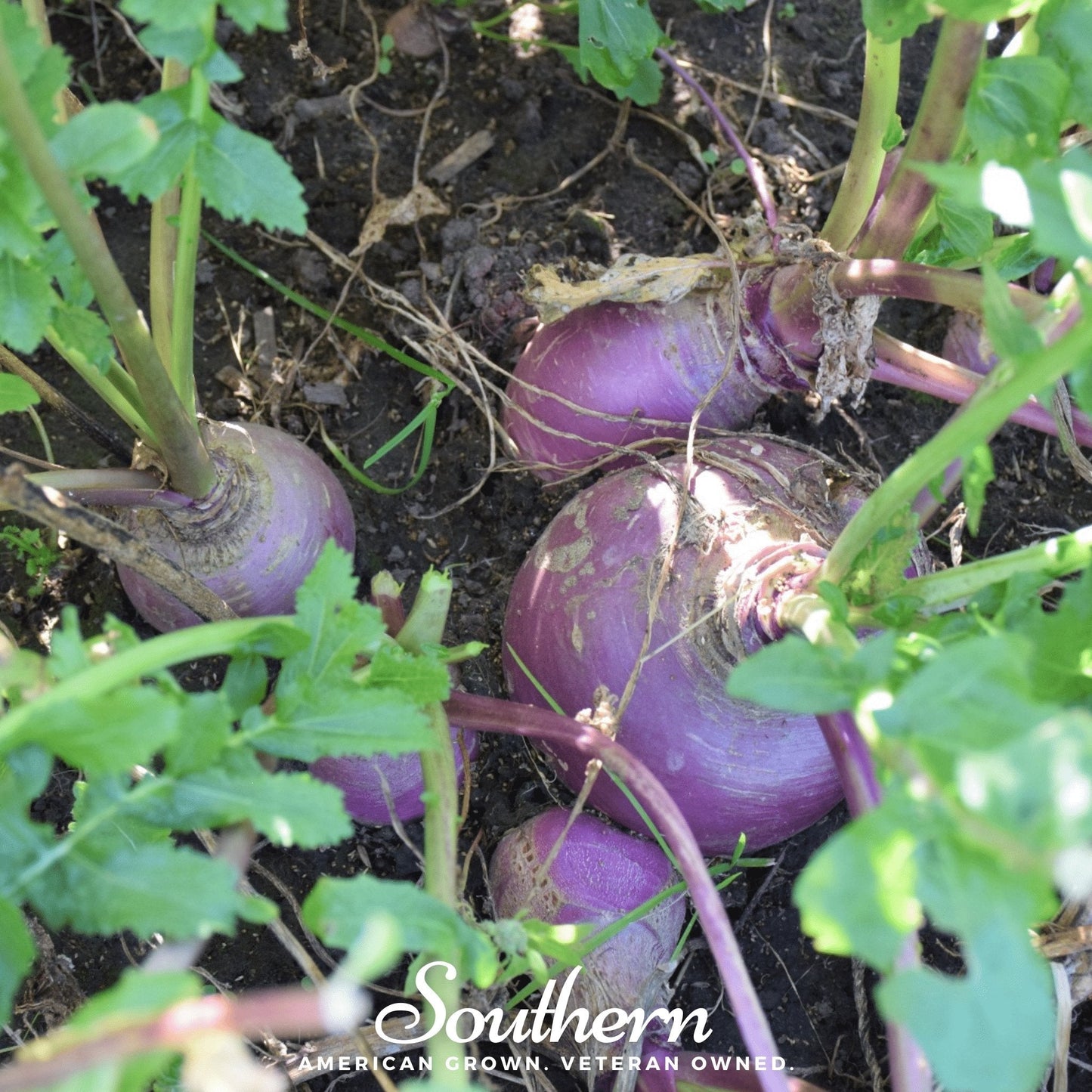 American Purple Top Rutabaga – 200 Seeds