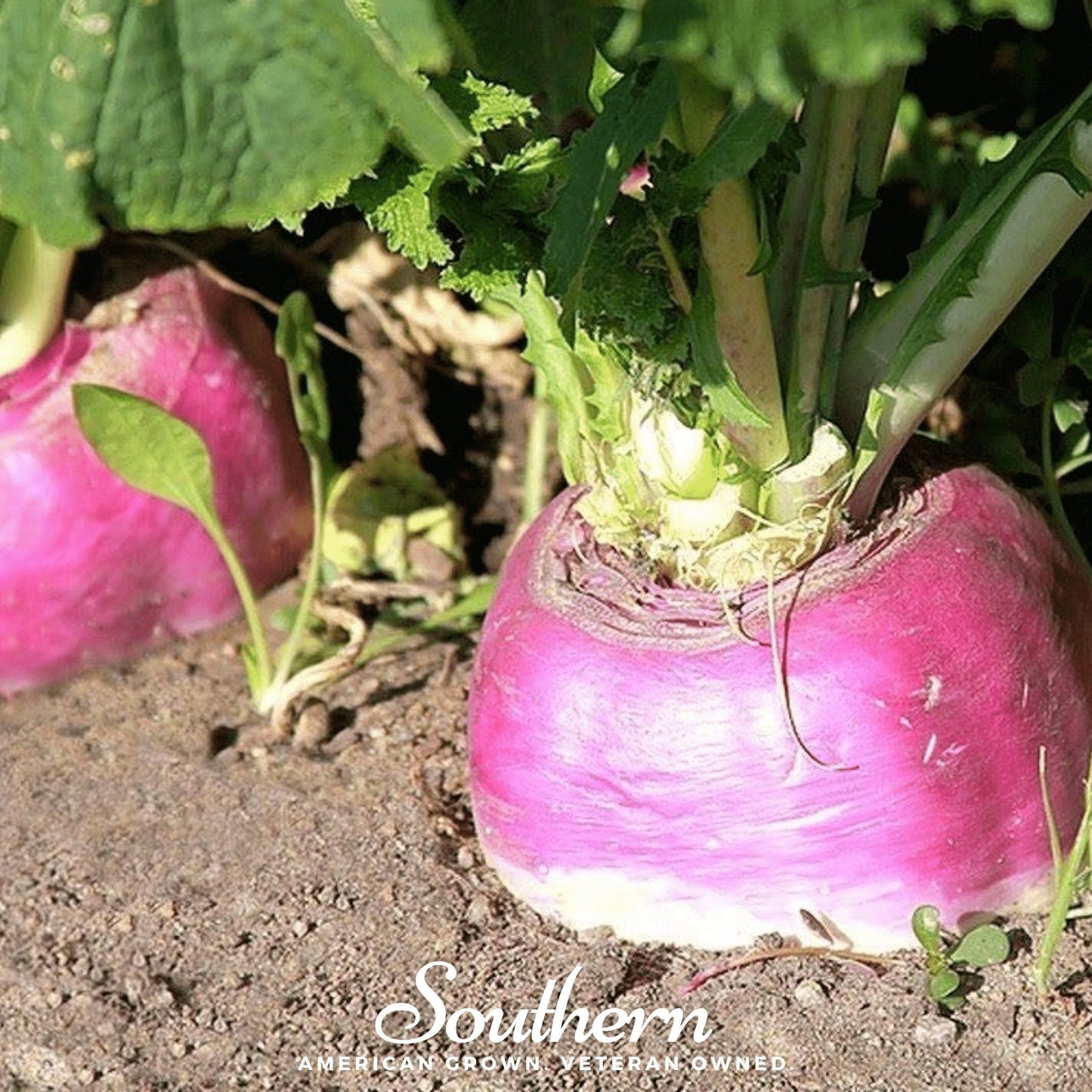 American Purple Top Rutabaga – 200 Seeds