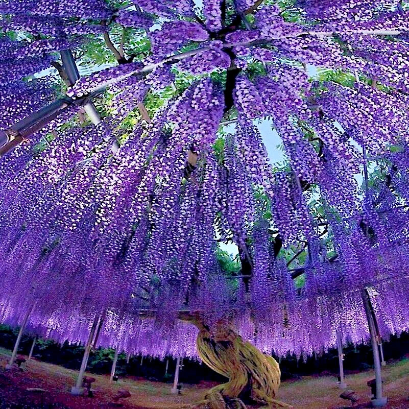 Chinese Wisteria Tree Seeds - 10 Pack - Fast Climbing Flowering Vine - Wisteria sinensis