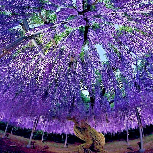 Chinese Wisteria Tree Seeds - 10 Pack - Fast Climbing Flowering Vine - Wisteria sinensis
