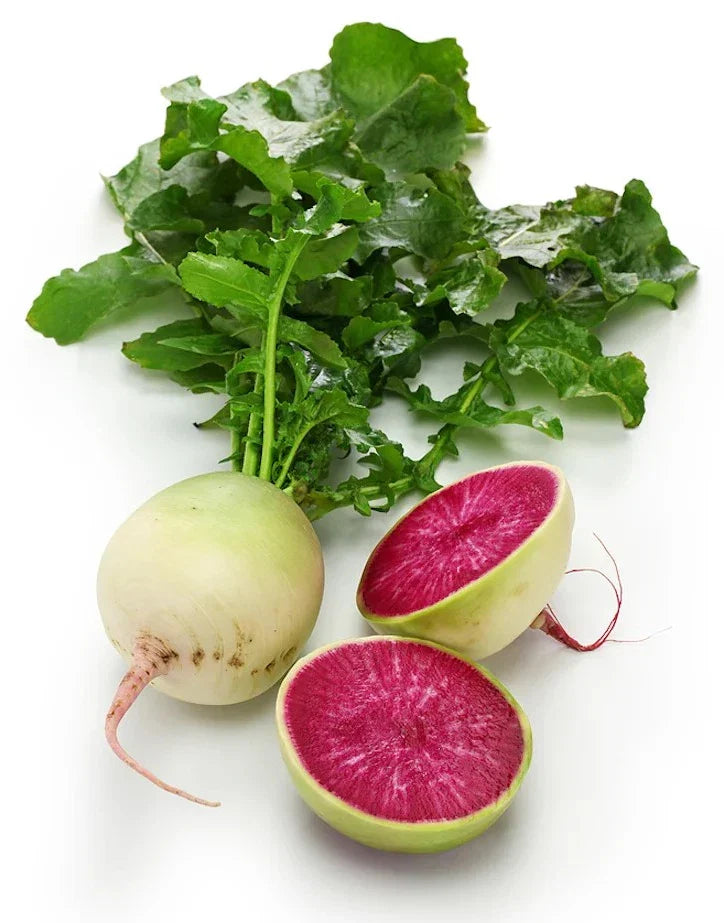 Watermelon Radish Seeds - 100+ Non-GMO Heirloom Organic Seeds - Raphanus sativus